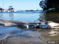 海豚頭鱷魚身！　深水海怪衝上澳洲湖岸
