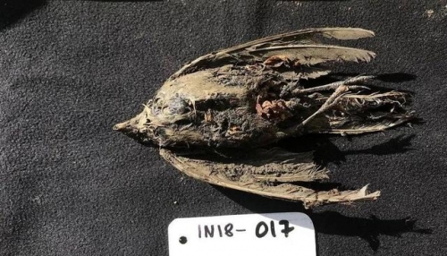 46000年前古生物重現人間，永久凍土加速融化，科學家又喜又悲