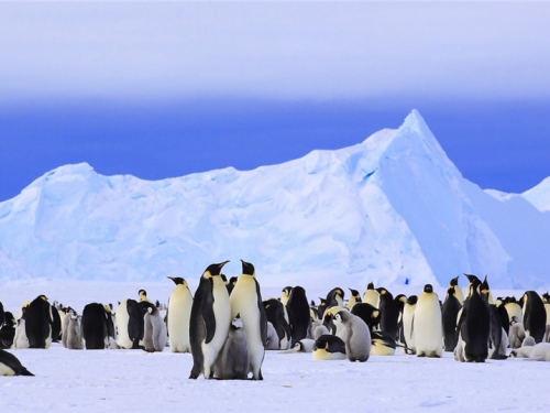 南極有企鵝，赤道也有，扛得住-40℃嚴寒，耐得住40℃高溫