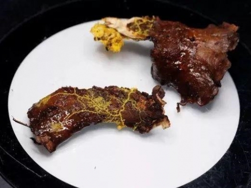 違背自然規律！科學家發現擁有720種性別的生物，或是生物之祖