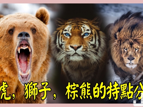 大型猛獸——老虎，獅子，棕熊的特點分析