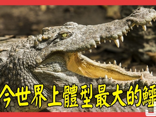 當今世界上體型最大的鱷魚，一口就能將海龜的硬殻咬穿