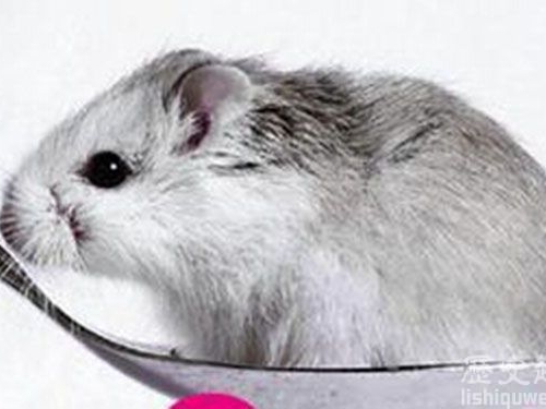 超迷你的動物：列舉世界上最小的9種動物