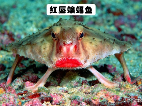 對人類而言，地球上長得極其怪異的6種奇特生物