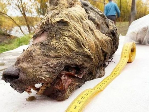46000年前古生物重現人間，永久凍土加速融化，科學家又喜又悲