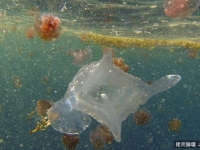 科學家發現海洋動物新種，其包括巨型劇毒水母