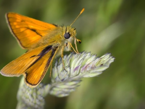 不只要救蜜蜂，研究發現蛾對授粉也一樣重要