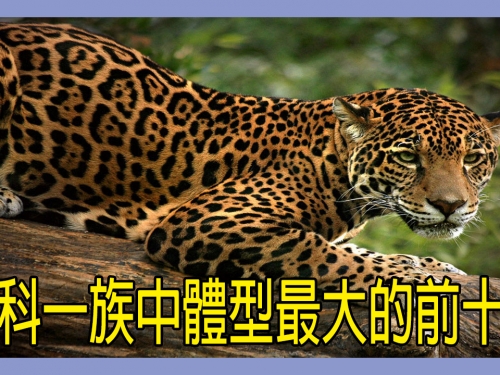貓科一族中體型最大的前十位：獅子第二，雲豹排第九！