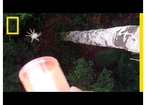 美國科學家發現會滑翔的蜘蛛