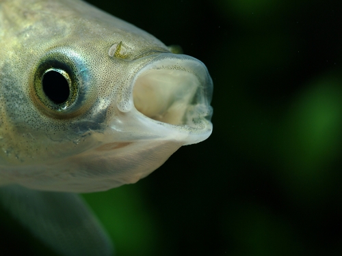 釣魚手法被破解！牠光吃魚餌不上鉤 網愣：成精了