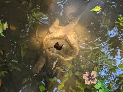 台北植物園驚見無殼龜 背部中空還能活 驚人模樣曝