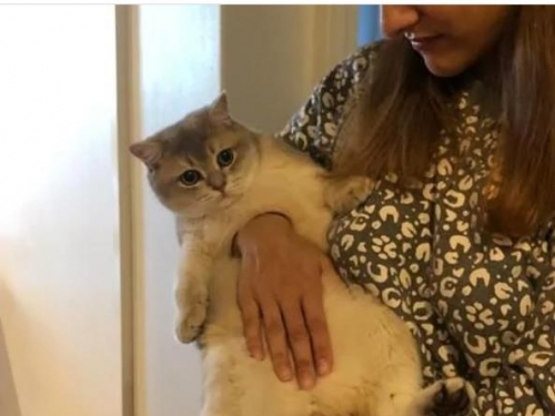 貓咪遭「徒手穿心」詭異照片曝 飼主：絕無修圖