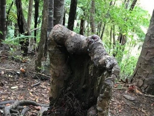 有悖自然規律！一個樹樁竟然有生命，科學家在土壤裡有重大發現