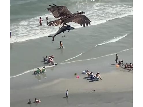 巨鳥“抓條大魚”飛向天空，遊客抬頭望：那是鯊魚？專家證實身份