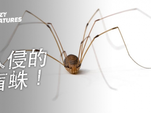 入侵的盲蛛！| 奇怪動物紀錄片