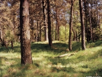 德軍超完美「神隱狙擊手」　讓人怎麼死的都不知道