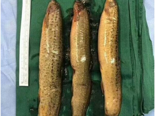古代說的「餵泥鰍」是啥？過程只用兩招…一聽就讓人發抖