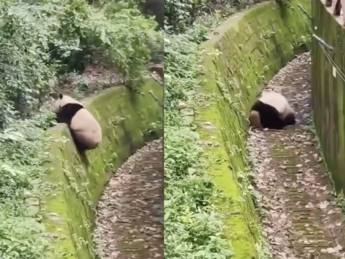 貓熊翻落倒地...不想努力了「整路滾到底」影片曝光