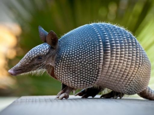 老哥朝他連開三槍，卻被反彈的子彈擊傷，犰狳是何種魔幻生物？