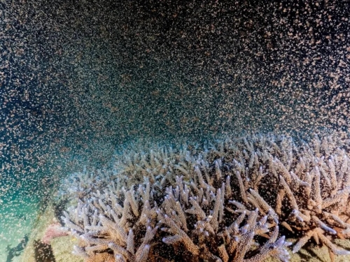 「粉紅潮」再現！澎湖珊瑚產卵大爆發 海底星空夢幻景象曝光