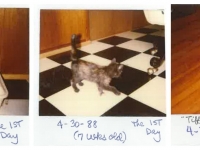 相當於人類125歲　「世界最老貓」歡慶27歲生日