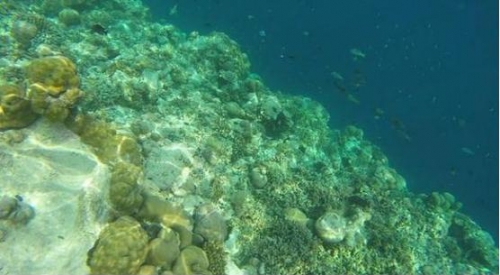 印度洋海溝發現奇特生物，科學家還以為有人在海底放風箏