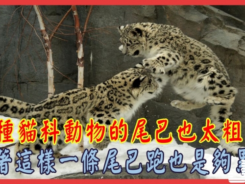 這種貓科動物的尾巴也太粗了，拖著這樣一條尾巴跑也是夠累的