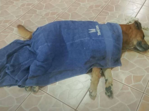感人至深！家中主人喪禮 忠犬流淚後心碎離世