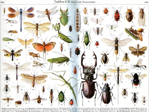 螞蟻進化出“盾牌”，飛蝨進化出“齒輪”，昆蟲要進行工業革命？