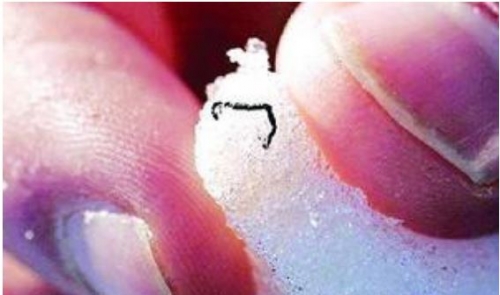 地球上惟一凍不死的生物 冰蟲