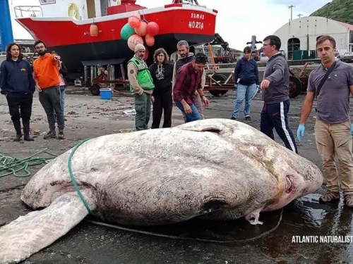 2.7噸巨魚沖上岸 專家查身分嚇壞：破世界紀錄