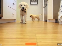 主人在愛犬吃晚餐時都會特別錄影留作成長記錄…影片看了幾次都還不覺得膩！
