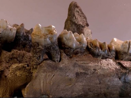 9歲小學生發現千萬年前大象化石德國最大陸地哺乳動物「以為是木頭」