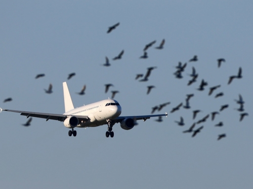 鳥群直撞飛機頭秒炸開 大型碎屍現場全被拍