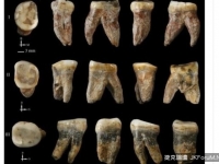 山西9顆化石牙屬新人種？　學者推斷可能是雜交結果
