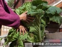 吉林長春巨型白菜在水泥縫絕處逢生
