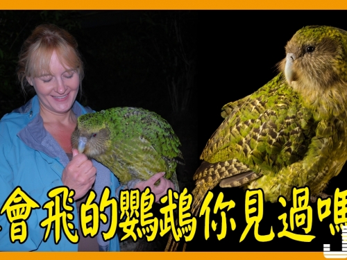 地球上唯一一種不會飛的鸚鵡，受到驚嚇就會呆住不動，僅剩126只