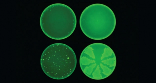 MIT 學者利用 AI 發現超強抗生素，成果登《Cell》雜誌封面