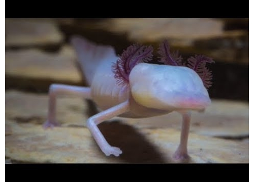 10個世界罕見神秘的盲眼動物