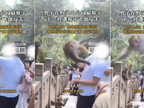 報應來太快！中國男賞猴子巴掌 下秒遭飛踢