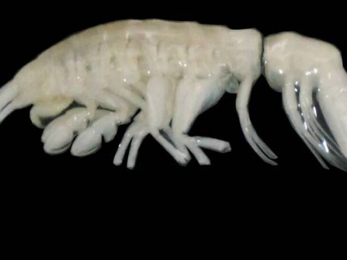 深海驚魂！白色幽靈獵手驚現阿塔卡馬海溝