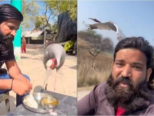 人鳥情深！印度男救下受傷鶴 從此形影不離
