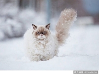 貓咪第一次見雪 反應竟然是…