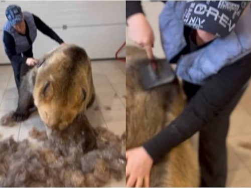 俄羅斯家庭養巨熊30年！超級溫馴乖乖給梳毛