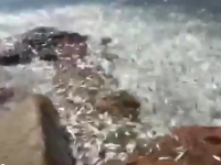 海邊驚現魚群湧上岸邊，幾十萬條魚「集體自殺」，網友：可能是大災難或大地震的先兆！