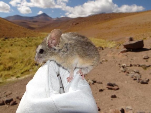 老鼠或已突破性進化，海拔約6739米都能生存，科學家不知道原因
