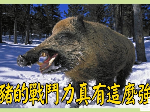 一豬二熊三老虎，野豬的戰鬥力真有這麼強嗎？