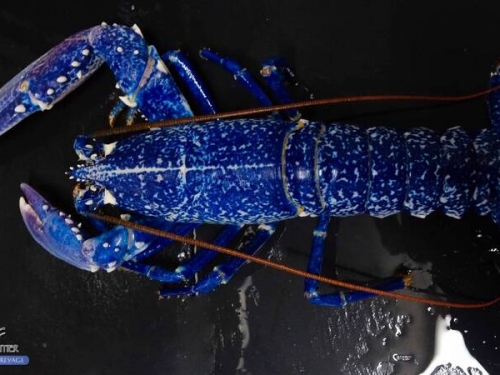 好漂亮！法國捕撈到罕見藍龍蝦 決定放生不販售