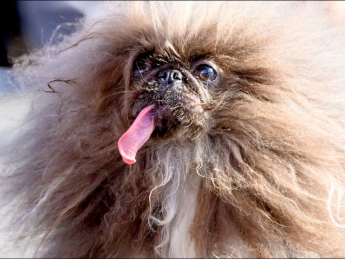 中英對照讀新聞》Winner of ’World’s Ugliest Dog’ contest announced