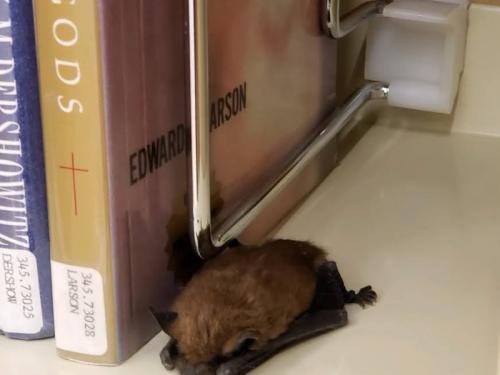 看到睡著？蝙蝠闖進圖書館 趴在架上沈眠